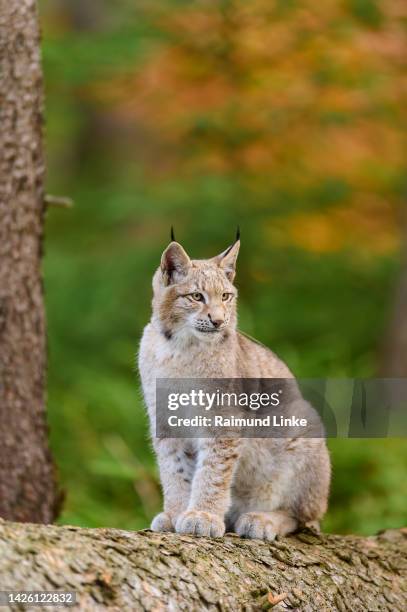 european lynx (lynx lynx), sitting on tree trunk - eurasian lynx stock pictures, royalty-free photos & images