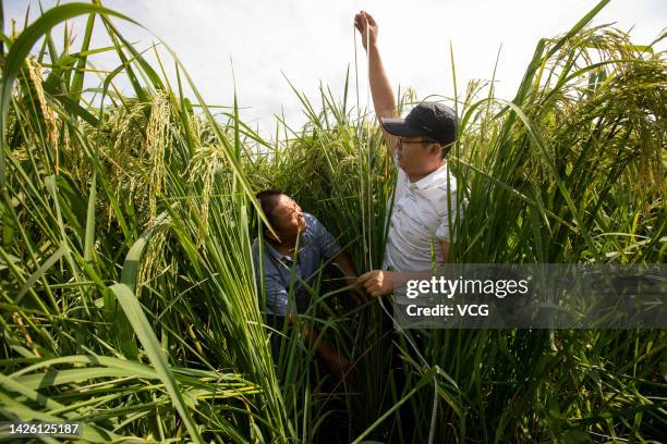 Manual Measuring Rice Field Farmer Big Field Photos and Premium High Res Pictures - Getty Images