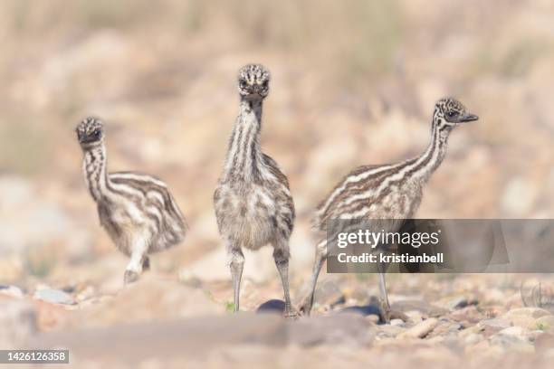 three wild emu chicks (dromaius novaehollandiae) in stony habitat, flinders ranges, south australia, australia - emu stock-fotos und bilder