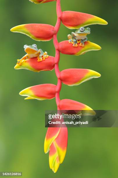 two dumpy tree frogs on a heliconia plant, indonesia - hawaiian heliconia stock pictures, royalty-free photos & images