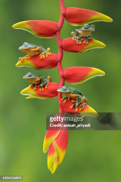 four dumpy tree frogs on a heliconia plant, indonesia - hawaiian heliconia stock pictures, royalty-free photos & images