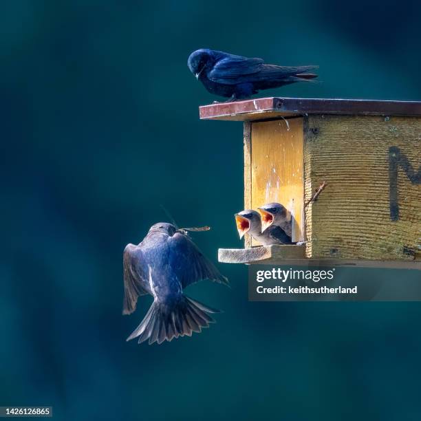 purple martin family with hungry chicks in a bird box, british columbia, canada - bird house imagens e fotografias de stock