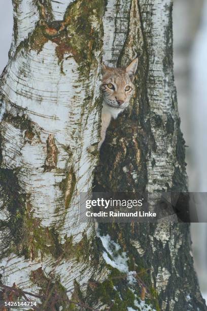 european lynx (lynx lynx), in winter - eurasian lynx stock pictures, royalty-free photos & images