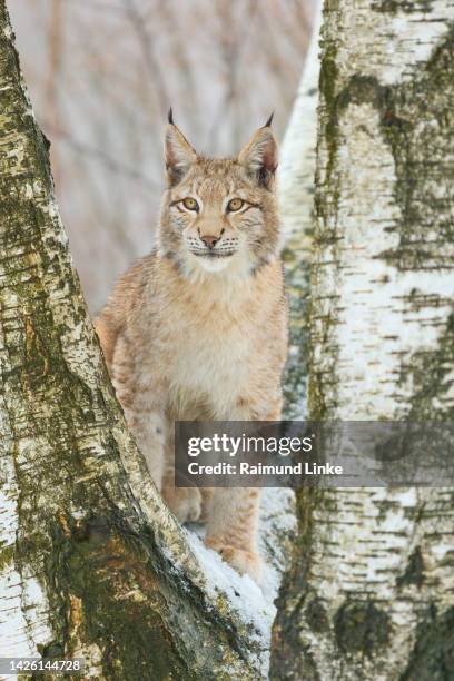 european lynx (lynx lynx), in winter - eurasian lynx stock pictures, royalty-free photos & images