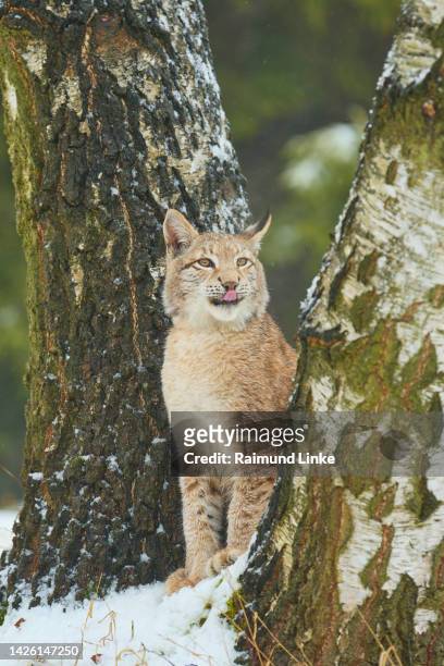 european lynx (lynx lynx), in winter - eurasian lynx stock pictures, royalty-free photos & images