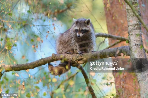 Leaf Racoon Racoon Forest Photos and Premium High Res Pictures - Getty Images