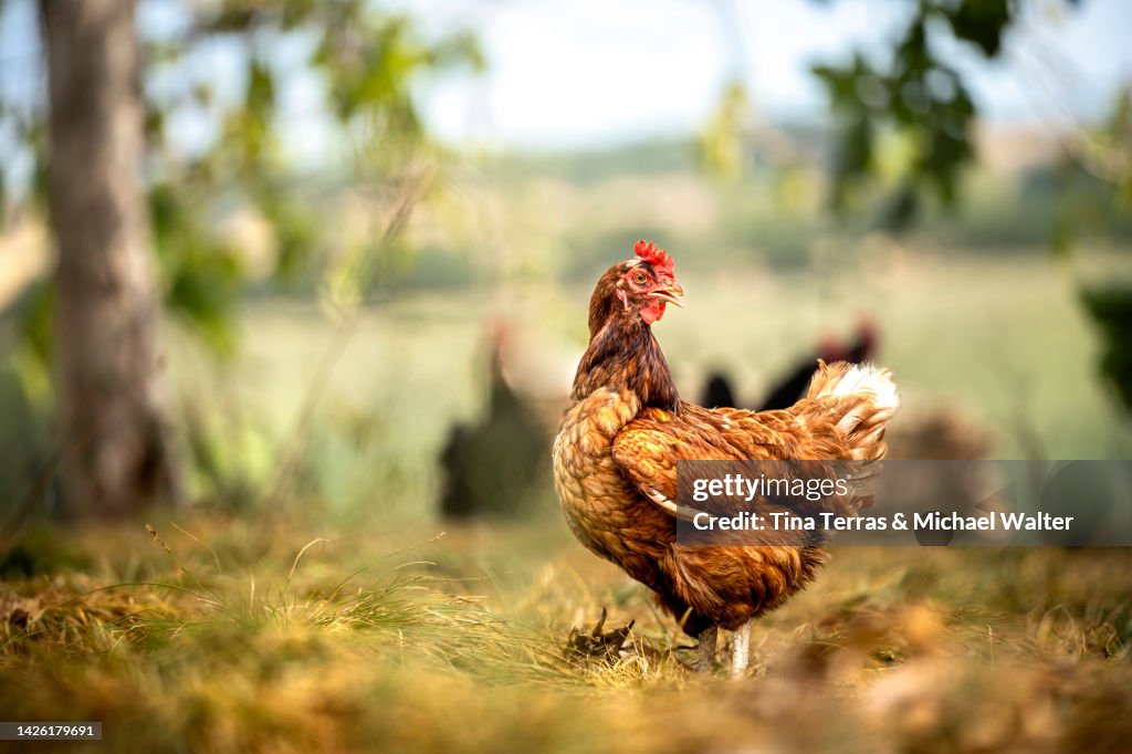Sustainably Raised Chicken In Species-Appropriate Free-Range Husbandry