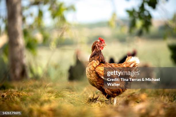 sustainably raised chicken in species-appropriate free-range husbandry - kippenhok stockfoto's en -beelden