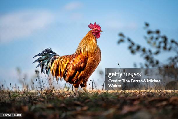 sustainable free range raised rooster crows at dawn - allevamento polli foto e immagini stock