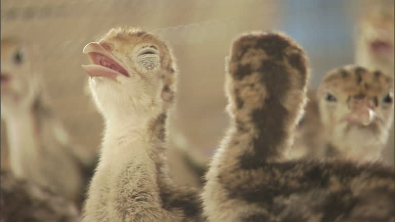 Poult Videos and HD Footage - Getty Images