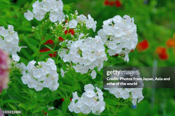 phlox paniculata / phlox / garden phlox - phlox stock-fotos und bilder