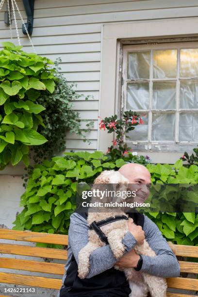 Cockapoo Adult Photos and Premium High Res Pictures - Getty Images