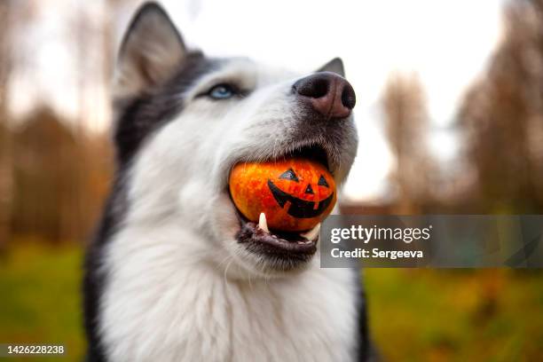 un perro sostiene una calabaza - ugly pumpkins fotografías e imágenes de stock