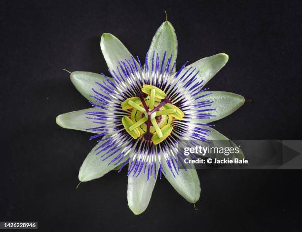 bluecrown passionflower on a black background - おしべ ストックフォトと画像