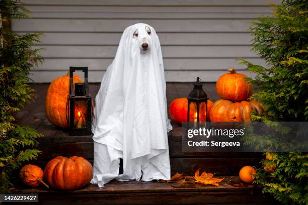 süßer hund feiert halloween - ugly pumpkins stock-fotos und bilder