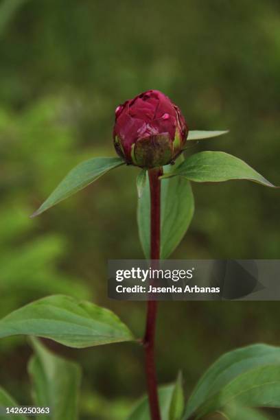 red peony bud - red bud stock pictures, royalty-free photos & images