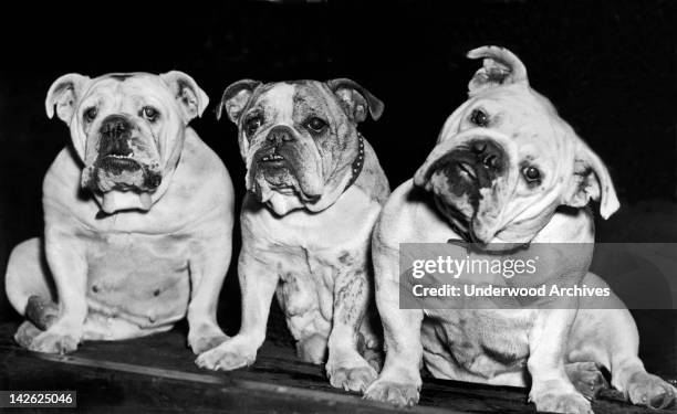 Three English bulldogs view the passerbys at the 61st annual show of the Westminster Kennel Club at Madison Square Garden, New York, New York, 1937.