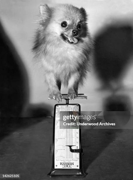 Griselda, the two year old Pomeranian, is the smallest dog in the Westminster Kennel Club Show in Madison Square Garden, weighing in at 1 pound, 12...