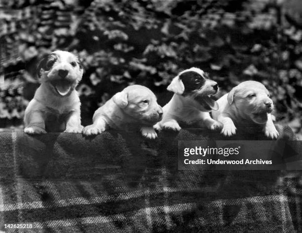 These four Sealyham puppies are all cousins of Michael in 'Peg o' My Heart,' starring Marion Davies, who will award them as prizes to the winner of...