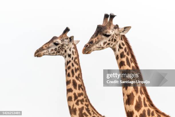 close portrait of two masai giraffes - tierhals stock-fotos und bilder
