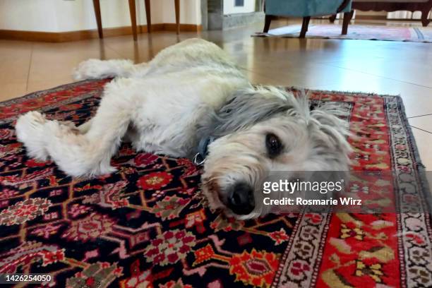 bergamasco  sheepdog relaxing on persian rug - bergamasco sheepdog stock pictures, royalty-free photos & images