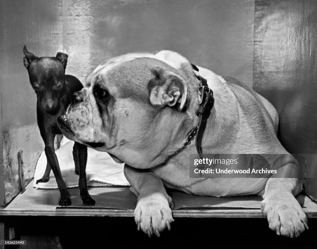 A Bulldog And A Puppy