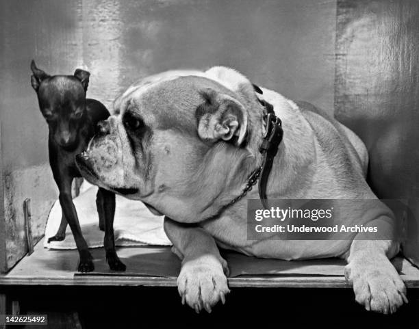 A Bulldog And A Puppy, News Photo