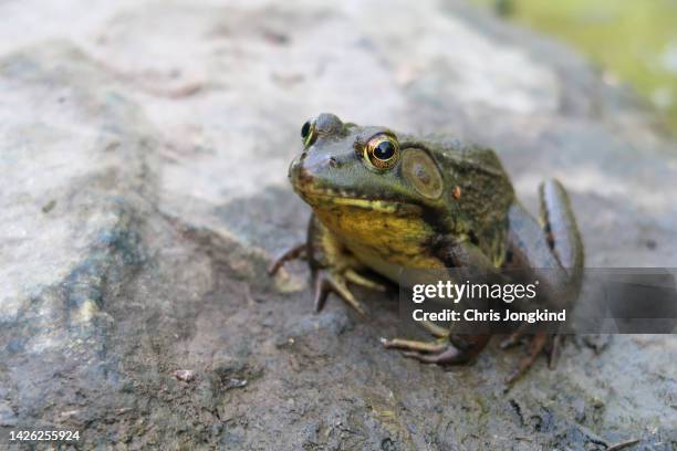 Toad On Rocks Toad Rock Photos and Premium High Res Pictures - Getty Images