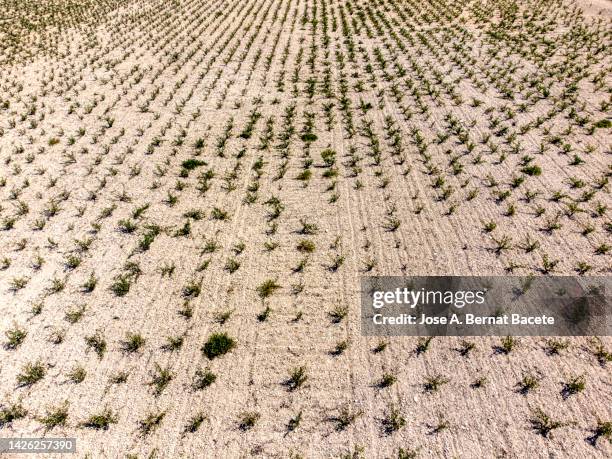 aerial view of agricultural fields planted with vines and fruit trees. - drought agriculture stock pictures, royalty-free photos & images