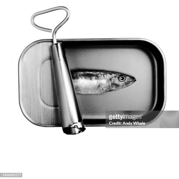 one sardine in half-open metal container - sardine can stock pictures, royalty-free photos & images