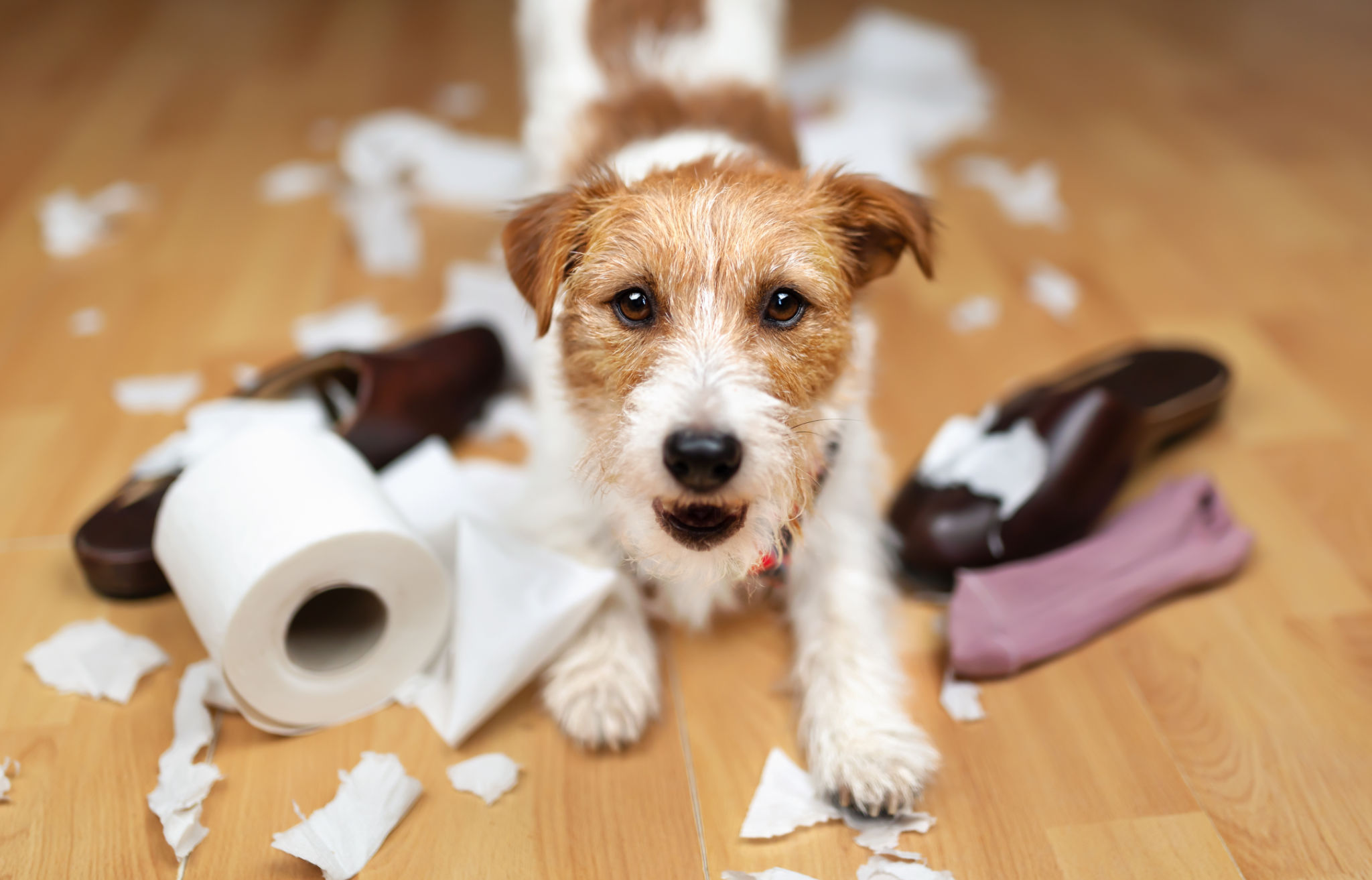 Funny naughty puppy playing with chewed shoes and toilet paper, dog training Funny naughty puppy playing with chewed shoes and toilet paper, dog training