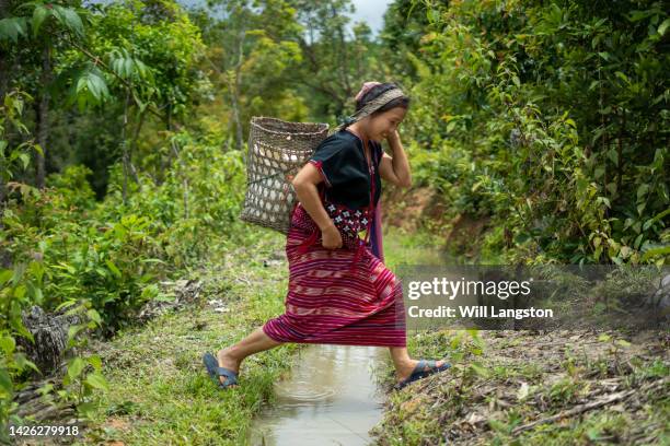 hmong hilltribe woman organic farm chiang mai, thailand - cidade de chiang mai imagens e fotografias de stock