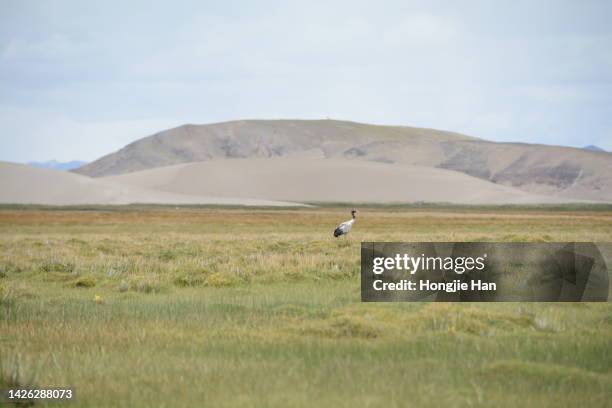 wildlife in the uninhabited area of ngari, tibet, china. black-necked red-crowned crane. - grulla coronada fotografías e imágenes de stock