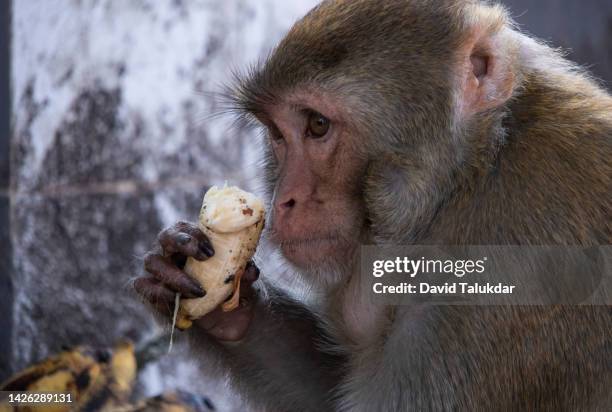 monkey eating banana - ape eating banana stockfoto's en -beelden