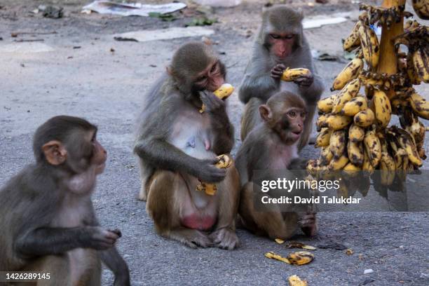 monkey eating banana - ape eating banana stockfoto's en -beelden