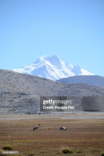 wildlife in the uninhabited area of ngari, tibet, china. black-necked red-crowned crane. - grulla coronada fotografías e imágenes de stock