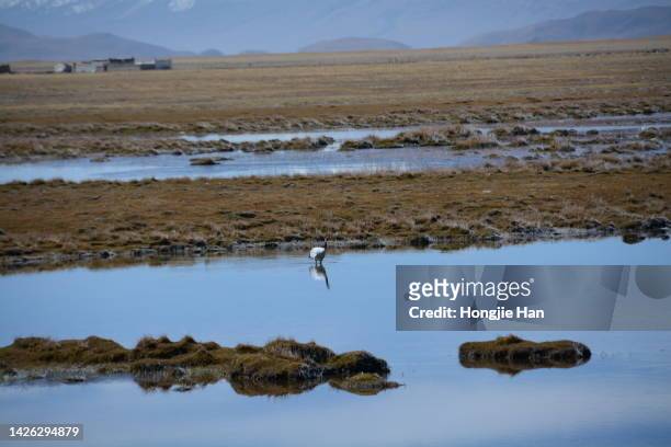 wildlife in the uninhabited area of ngari, tibet, china. black-necked red-crowned crane. - grulla coronada fotografías e imágenes de stock
