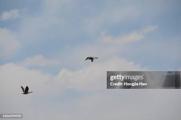 wildlife in the uninhabited area of ngari, tibet, china. black-necked red-crowned crane. - grulla coronada fotografías e imágenes de stock