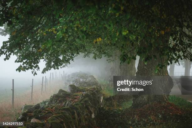 trees and branches over a stone wall in fog in autumn - stenen muur stockfoto's en -beelden