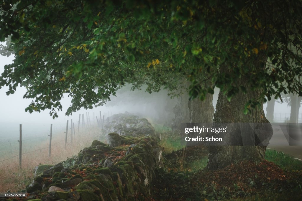 Trees and branches over a stone wall in fog in autumn