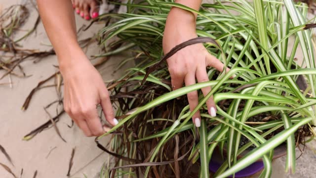 Hands remove wilted leaf tips and shriveled Chlorophytum flower plant