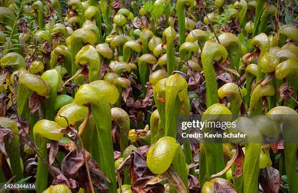 pitcher plant, (darlingtonia) insectivorous plant, florence, oregon - cobra lily stock pictures, royalty-free photos & images
