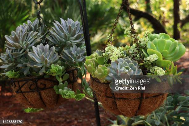 succulent plants in hanging baskets in a garden after a rain shower - flower basket stock pictures, royalty-free photos & images
