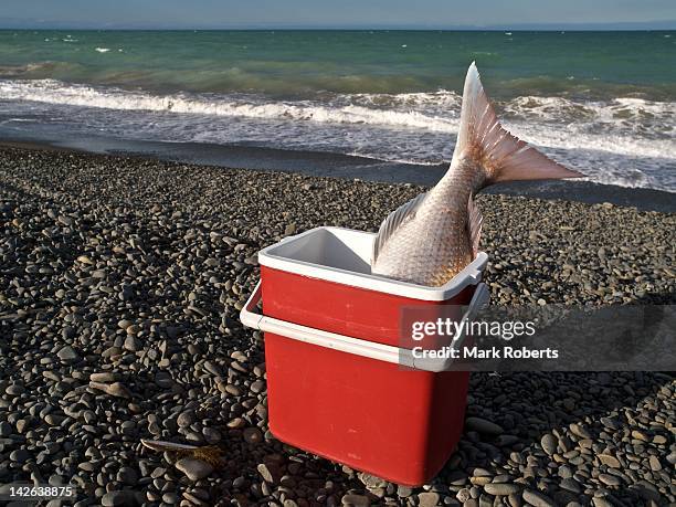 Snapper Boxes 420 Fish Bins Stock Photos, High-Res Pictures, and Images - Getty Images