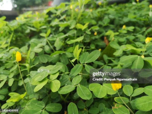 pinto peanut yellow flower nature background - pinto bean stock pictures, royalty-free photos & images