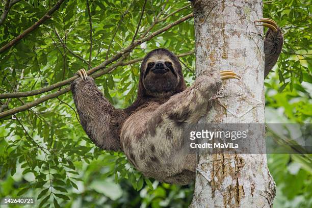 bradypus variegatus - three toed sloth fotografías e imágenes de stock