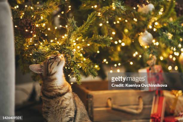 tabby and happy cat. christmas season 2017, new year, holidays and celebration he plays with a christmas toy - christmas kittens 個照片及圖片檔