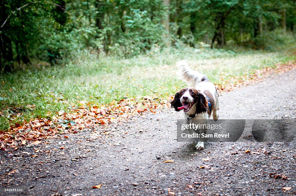 English springer spaniel running on path