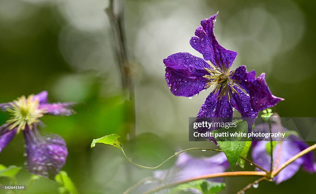 Purple clematis flowers