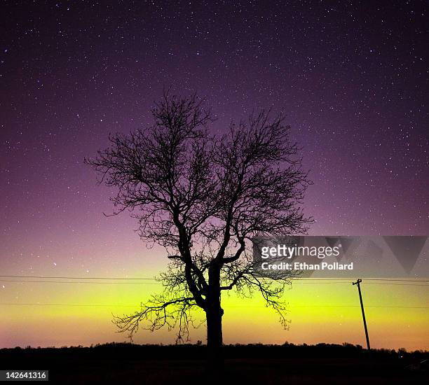 lone tree in sea of northern lights - northern lights michigan bildbanksfoton och bilder